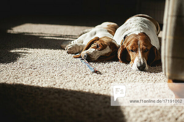 Basset Hound Welpe liegt mit älterem Basset Hound Hund im Sonnenlicht