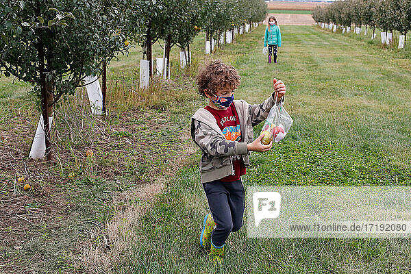 Geschwister pflücken an einem Herbsttag Äpfel in einer Obstplantage in Illinois