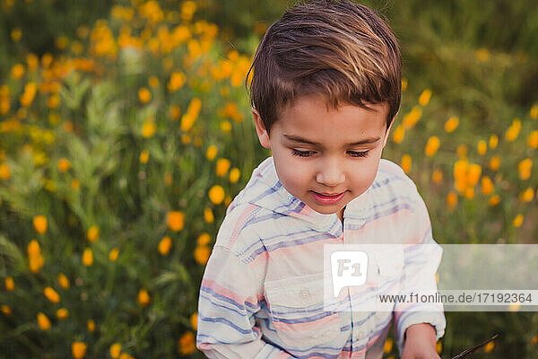 Young boy on a field of yellow wild flowers during super bloom.