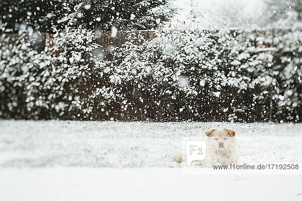 Niedlicher Hund liegt im Schnee im Hinterhof