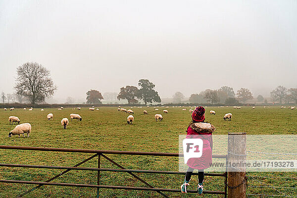 Kleines Mädchen mit weidenden Schafen auf einem englischen Bauernhof an einem nebligen Morgen