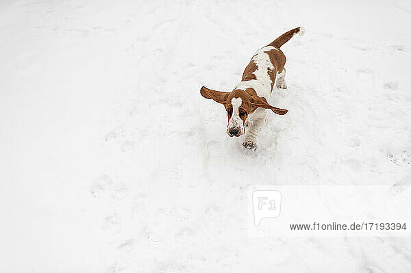 Basset Hound Welpe rennt mit fliegenden Ohren durch den Schnee