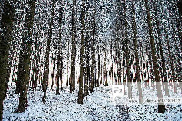 schöne Winterlandschaft schneebedeckter Kiefernwald