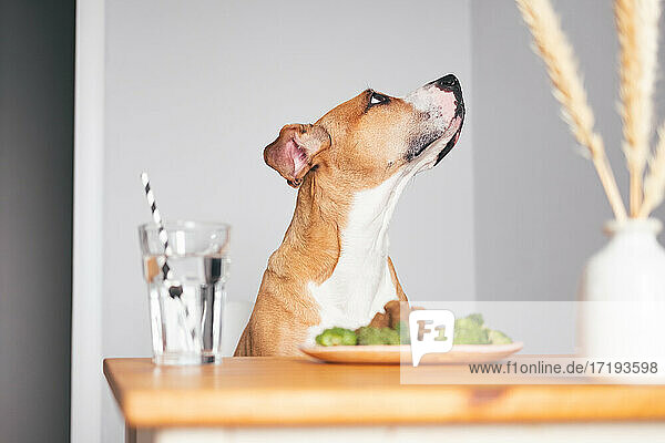 Hund sitzt am Küchentisch und schaut weg  frühstückt  macht