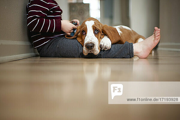 Basset hound puppy dog lays on child's legs on the floor at home