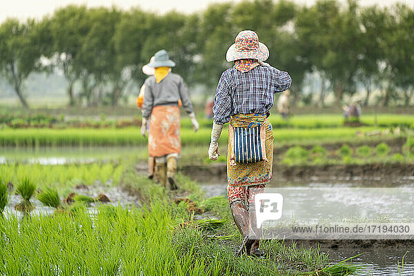 Bauern  die auf einem Weg auf einem Reisfeld gehen  Kengtung  Myanmar