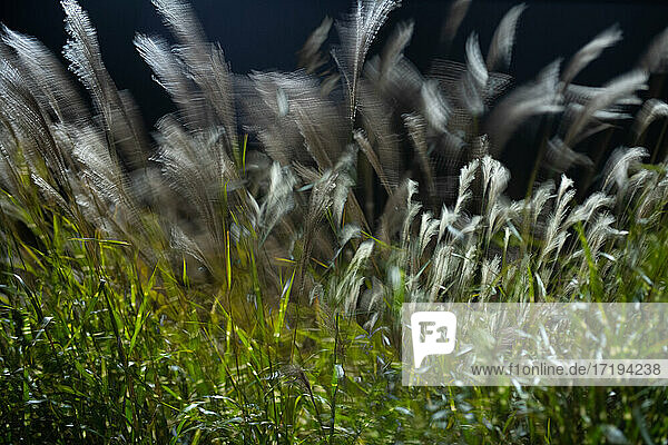Langzeitbelichtung von im Wind tanzendem hohen Gras