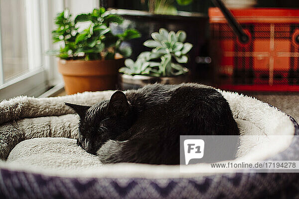 Schwarzes Kätzchen  zusammengerollt  schlafend auf einem blauen Katzenbett