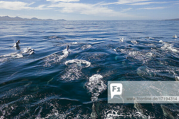Eine Gruppe von Dolhins schwimmt an der Küste von La Paz  Baja California.