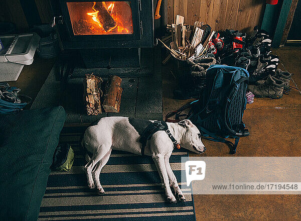 Ein schwarz-weißer Hund schläft vor dem Holzofen in der Skihütte