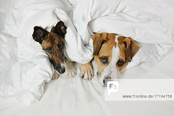 Ein Staffordshire-Terrier und ein Foxterrier  eingewickelt in eine weiße Decke