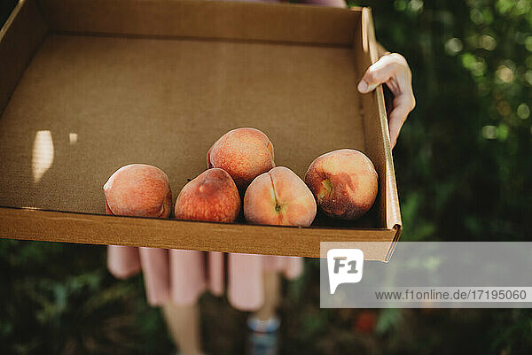 Sammlung Pfirsiche für die Ernte im Karton