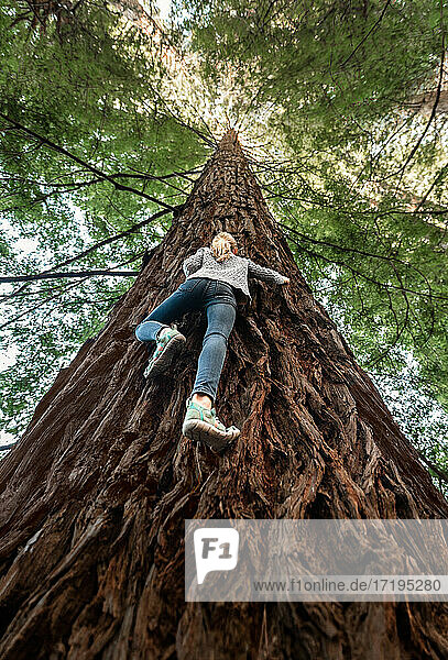 Mutiges  abenteuerlustiges Mädchen klettert auf einen hohen Baum in Neuseeland