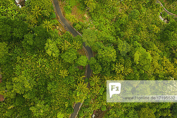 Draufsicht auf eine asphaltierte Straße  die durch einen üppigen grünen Dschungel führt Kurvenreiche Landstraße durch den Regenwald