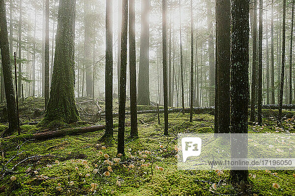 Nebelschwaden ziehen am frühen Morgen durch einen üppig grünen Wald
