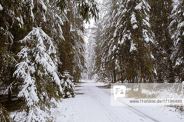 Road through moody snowy pine forest in winter  snow fall.