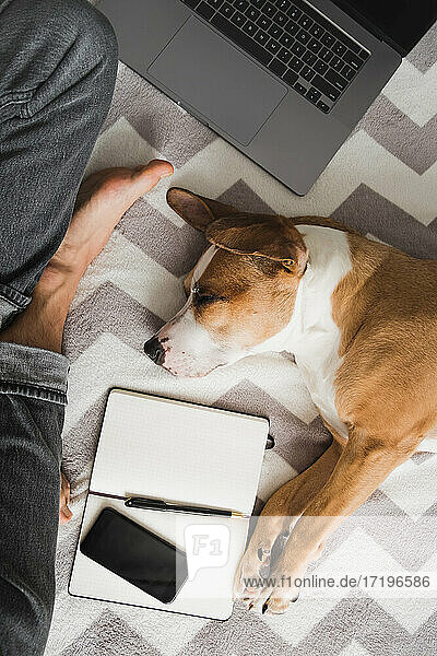 Working from home  domestic life with dogs  top view photo of cr
