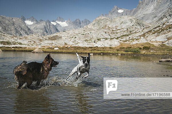 Verspielte Hunde im See vor Bergen