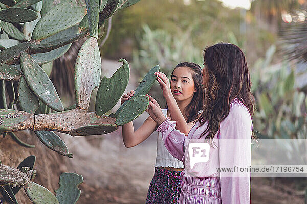 Asiatische Mutter und Tochter  die einen Kaktus berühren.
