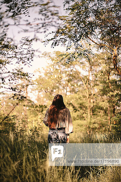 Rückenansicht einer jungen Frau  die im Sommer im Wald steht und nach oben schaut