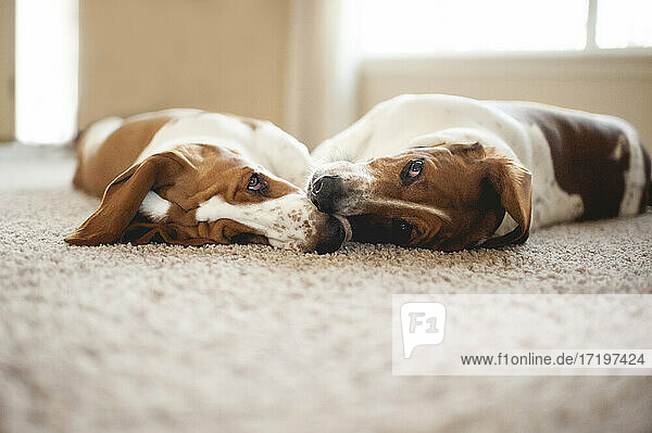 Zwei Basset-Hound-Hunde liegen zusammen und berühren sich auf dem Teppich mit den Nasen