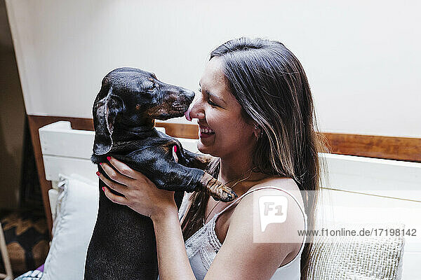 Dachshund dog licking woman's nose on bed at home