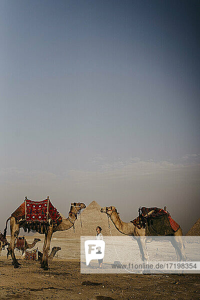 Ägypten  Kairo  Weibliche Touristin zwischen Kamelen stehend mit den Pyramiden von Gizeh im Hintergrund