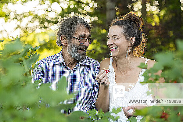 Vater und erwachsene Tochter pflücken rote Johannisbeeren im Garten