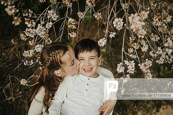 Schwester küsst lächelnden Bruder  während sie unter Mandelbaumzweigen sitzt