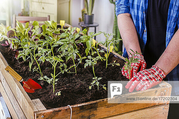 Junger Mann pflanzt Tomatensetzlinge in seinem städtischen Garten