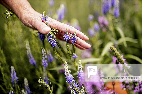 Frauenhand  die durch Lavendel im Kräutergarten streift