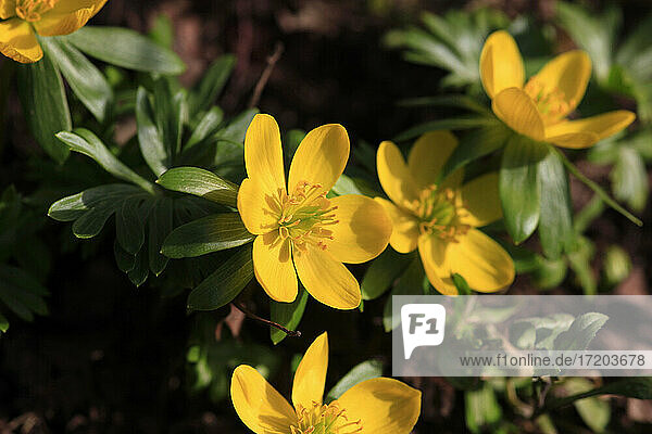 Yellow blooming winter aconites (Eranthis hyemalis)