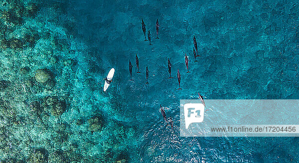 Luftaufnahme eines Mannes auf einem Surfbrett in der Nähe einer Gruppe von Delfinen im blauen Meer