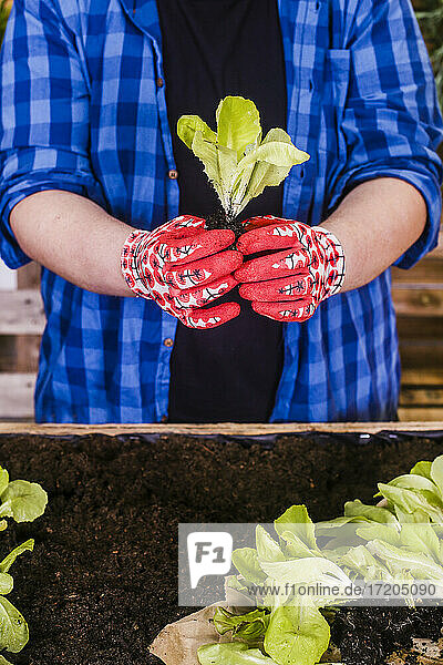 Junger Mann pflanzt Salatsetzlinge in seinem städtischen Garten