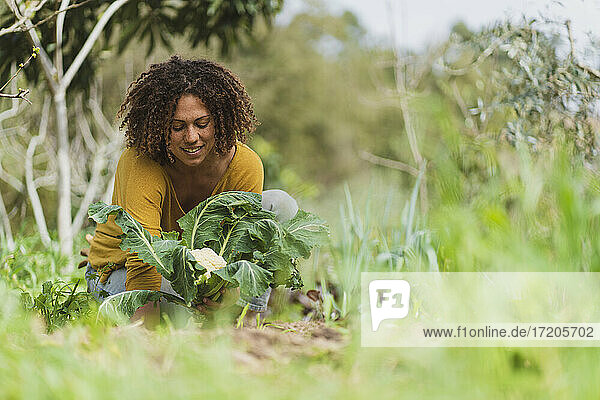 Lächelnde lockig behaarte Frau pflückt Blumenkohl im Garten