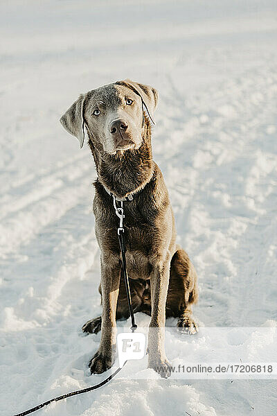 Porträt eines braunen Labrador Retrievers  der auf Schnee sitzt
