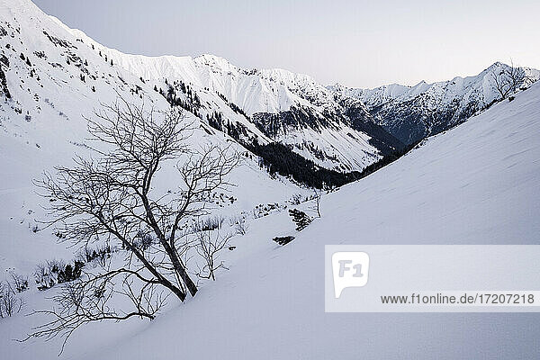 Bare tree on snowy mountain  Lechtal Alps  Tyrol  Austria