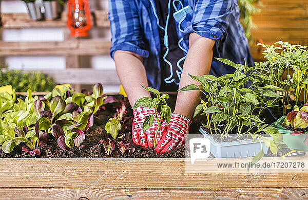 Junger Mann pflanzt Gemüsesetzlinge in seinem städtischen Garten