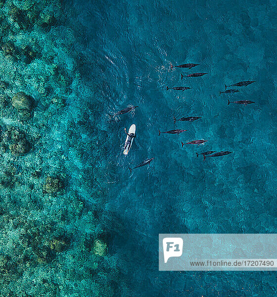Aerial view of man on surfboard near pod of dolphins in blue sea