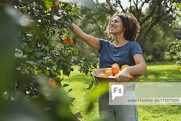 Lächelnde Frau pflückt Orangen vom Baum im Garten