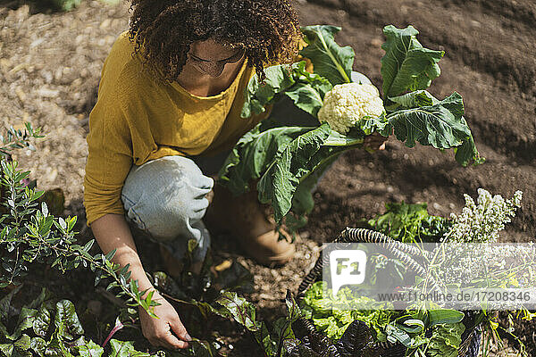 Lockenköpfige Frau hält Blumenkohl beim Pflücken von Gemüse im Garten