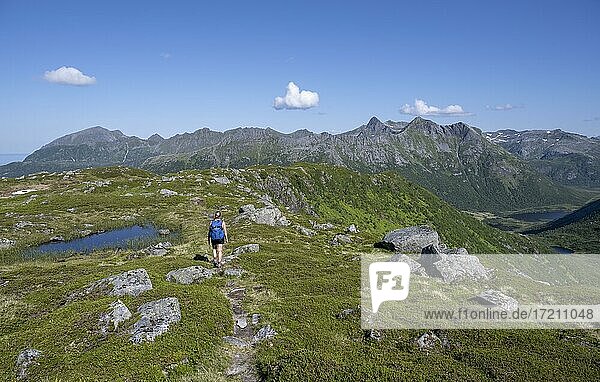 Wanderin auf dem Wanderweg zum Berg Rundfjellet  Lofoten  Nordland  Norwegen  Europa