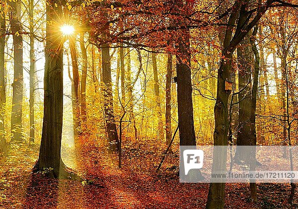 Naturnaher Laubwald aus Eichen und Buchen im Herbst  Sonne strahlt durch Morgennebel  Ziegelrodaer Forst  Sachsen-Anhalt  Deutschland  Europa