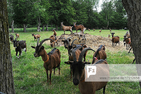 Goat breeding and production of organic product from goat milk