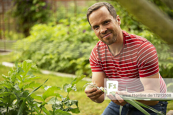 Porträt stolzer Mann erntet frische grüne Zwiebeln im Garten