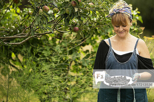 Porträt glückliche Frau erntet frische Brombeeren im Garten