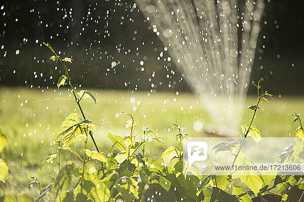 Sprinkler Bewässerung üppigen grünen Pflanzen in sonnigen Sommergarten