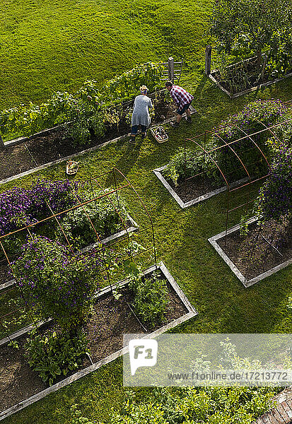 Ehepaar erntet Gemüse im üppigen Garten mit Hochbeeten