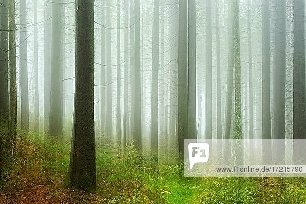 Fichtenwald mit Nebel im Nationalpark Harz  Mehrfachbelichtung verwischt mit Bewegungsunschärfe  bei Schierke  Sachsen-Anhalt  Deutschland  Europa