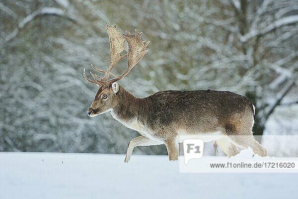 Fallow deer (Dama dama) on a snowy meadow  Bavaria  Germany  Europe